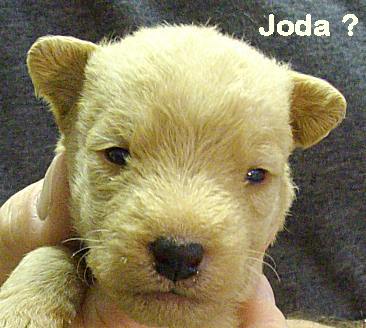 Joda-Öhrchen