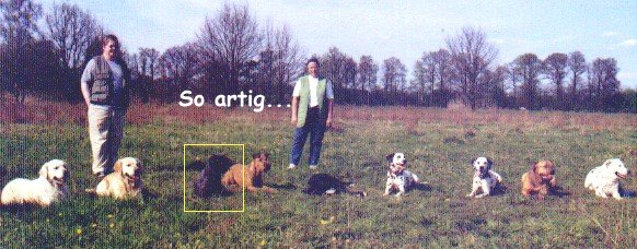 alle Hunde platzen