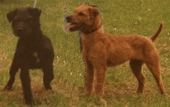 Fellterrier - Für Aktion bitte clicken!