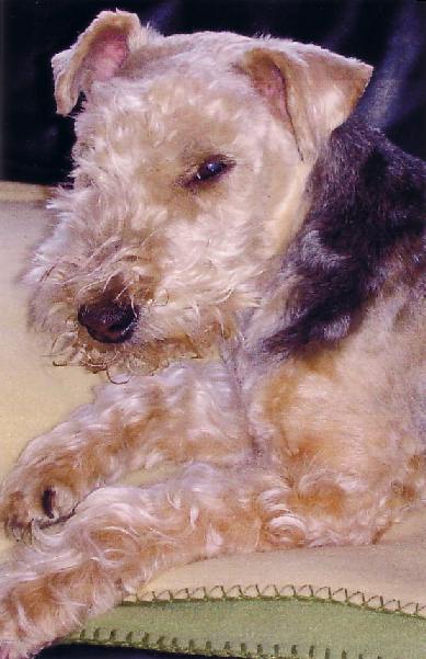 Shaggy mit 15