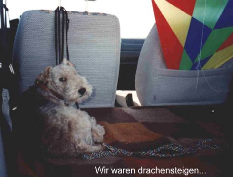 Teddy im Auto