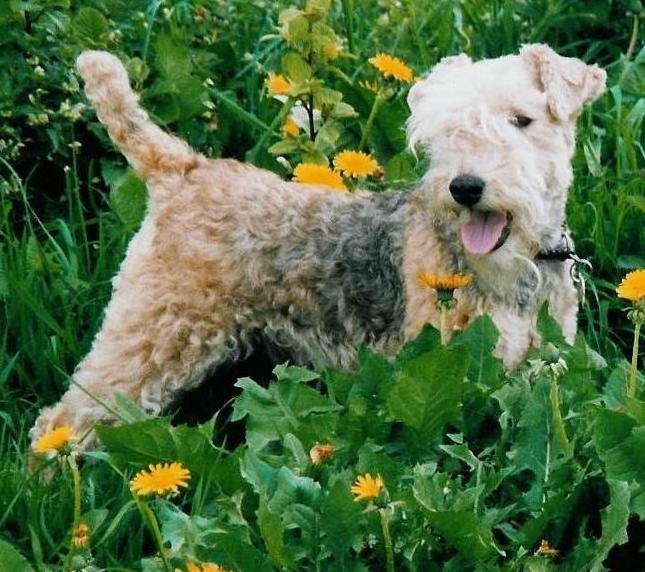 Teddys Wiese